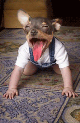 le ptit frere de ...